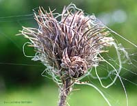 Agalenatea redii