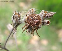 Agalenatea redii con la caratteristica pelliccia da orso