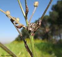Agalenatea redii nella ragnatela