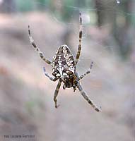 Araneus diadematus