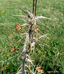 Araneus diadematus maschio e femmina