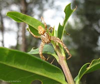 Araneus diadematus maschio