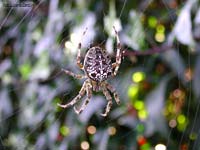 Araneus diadematus