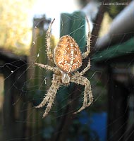 Grosso Araneus diadematus femmina sulla ragnatela