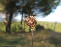 Araneus diadematus maschio