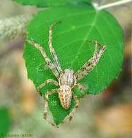 Araneus diadematus su una foglia