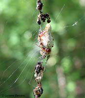 Cyclosa conica con la sua particolare gobba