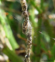 Cyclosa oculata sulla sua tipica ragnatela