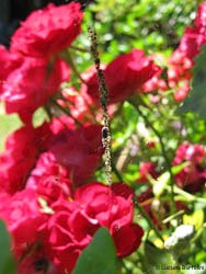 Cyclosa oculata sulla sua tipica ragnatela