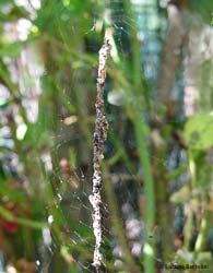 Cyclosa oculata sulla sua tipica ragnatela