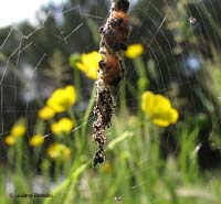 Cyclosa oculata particolare