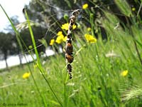 Cyclosa oculata sulla sua tipica ragnatela