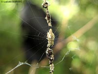 Cyclosa conica al centro della ragnatela