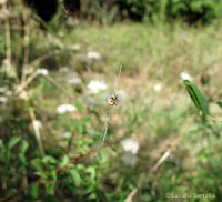 Cyclosa conica