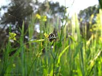 Gibbaranea bituberculata in un campo di grano verde