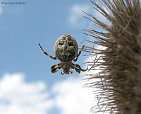 Larinioides cornutus con il cielo sullo sfondo