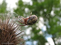 Larinioides cornutus