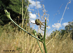 Neoscona adianta