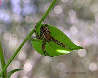 Araneus Diadematus sotto una foglia