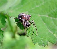 Ragno Gibbaranea sp.