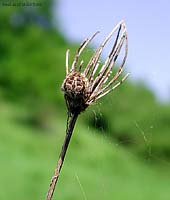Agalenatea redii su arbusto secco
