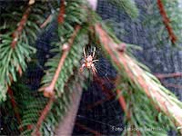 Araneus diadematus al centro della tela