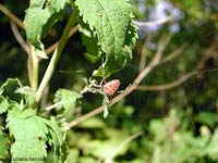 Araneus Diadematus sotto una foglia