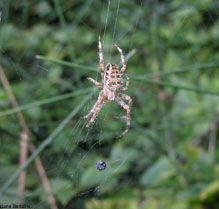 Araneus Diadematus