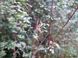 Araneus diadematus al centro della ragnatela