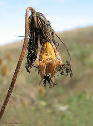 Araneus Diadematus