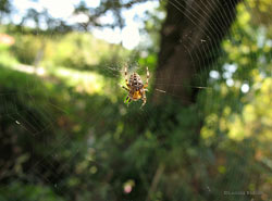 Araneus diadematus sulla tela