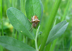 Gibbaranea bituberculata