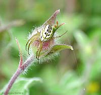 Mangora acalypha