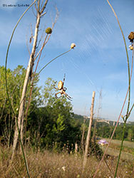 grossa femmina di Argiope bruennichi