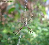 Ragno Argiope bruennichi visto di pancia