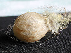 Cocoon di Argiope bruennichi