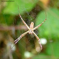 Maschio di Argiope bruinnichi visto da sotto