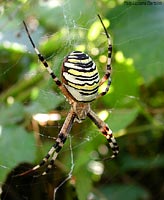 Argiope bruennichi femmina