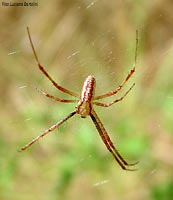 Maschio di Argiope bruennichi visto da sopra