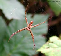 Maschio di Argiope visto da sotto