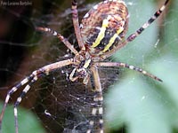 Argiope bruennichi