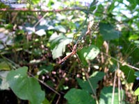 Maschio di Argiope con una femmina sullo sfondo