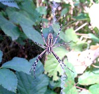 Argiope bruennichi