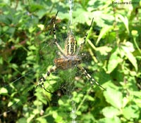 Argiope bruennichi con una preda