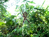 grossa femmina di Argiope bruennichi