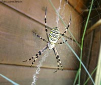 Argiope bruennichi
