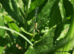 Giovane maschio di Argiope