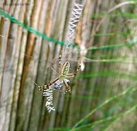 Ragno Argiope bruennichi al centro della sua caratteristica tela