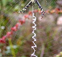 ragnatela stabilimentum
