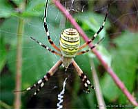 Ragno Argiope bruennichi